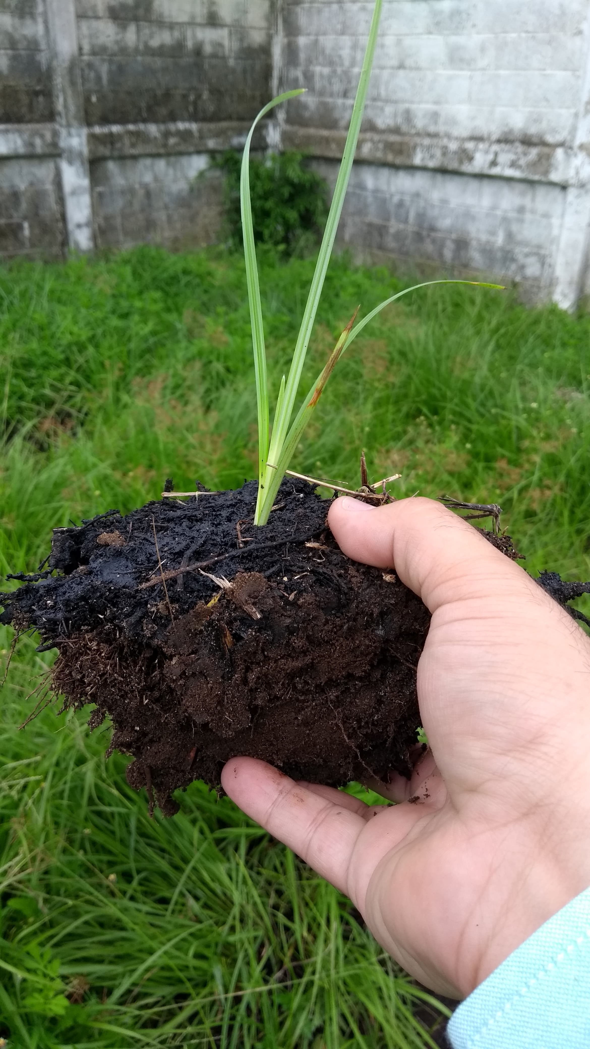 Foto de campo · sitio de remediación del cliente